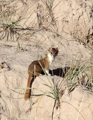 MUSTELID -Mountain Weasel (Mustela altaica) - XINGHAI CANYON AREA QINGHAI CHINA (24).JPG