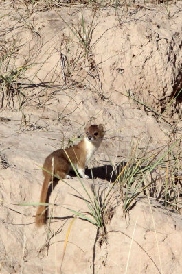 MUSTELID -Mountain Weasel (Mustela altaica) - XINGHAI CANYON AREA QINGHAI CHINA (28).JPG