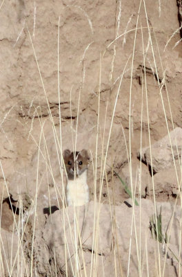 MUSTELID -Mountain Weasel (Mustela altaica) - XINGHAI CANYON AREA QINGHAI CHINA (4).JPG