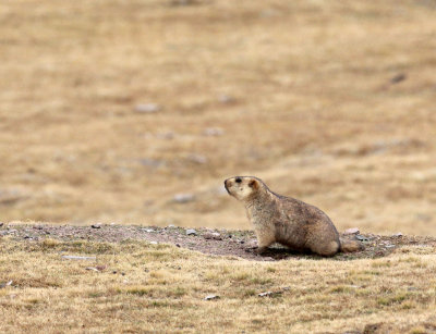 RODENT - MARMOT - HIMALAYAN MARMOT -  KEKEXILI NATIONAL RESERVE - QINGHAI PROVINCE - WEST OF QUMALAI (21).JPG