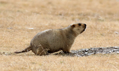 RODENT - MARMOT - HIMALAYAN MARMOT -  KEKEXILI NATIONAL RESERVE - QINGHAI PROVINCE - WEST OF QUMALAI (34).JPG