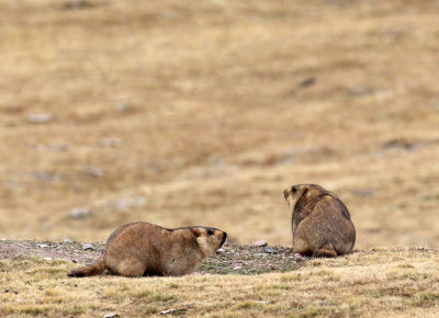 RODENT - MARMOT - HIMALAYAN MARMOT -  KEKEXILI NATIONAL RESERVE - QINGHAI PROVINCE - WEST OF QUMALAI (6).JPG