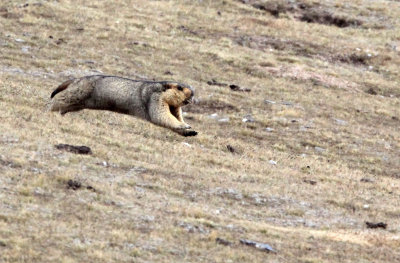 RODENT - MARMOT - HIMALAYAN MARMOT - JIANG LU LING PASS - QINGHAI CHINA (1).JPG