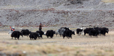 KEKEXILI NATIONAL RESERVE - QINGHAI PROVINCE - EASTERN SECTOR (2).JPG