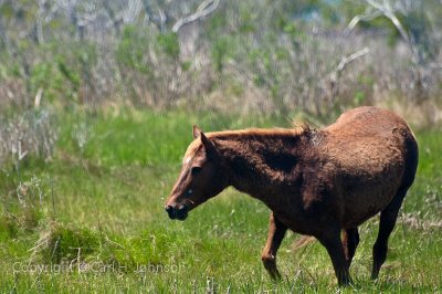  Assateaque Island Md-3227320480020May 15, 2010-685.jpg