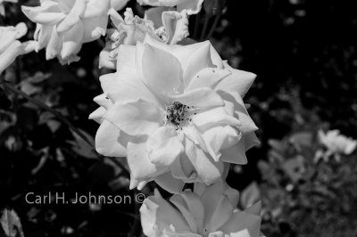 Jasper Crane Rose Garden