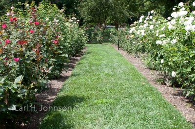 Jasper Crane Rose Garden