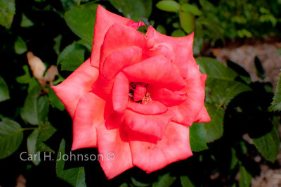 Jasper Crane Rose Garden