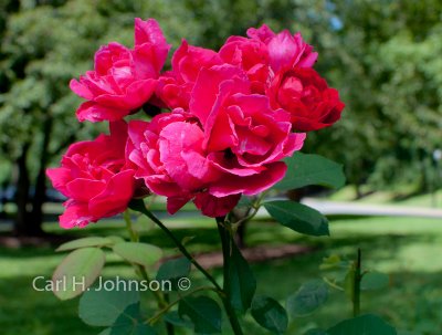 Jasper Crane Rose Garden