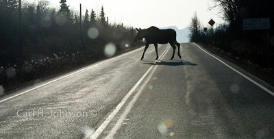 Moose