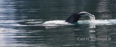 Alaska-2-667.jpg-humpback whale