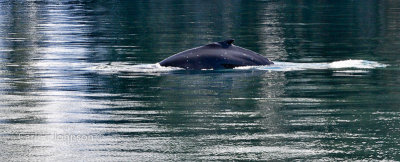 Alaska-667-2.jpg-humpback whale