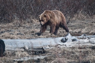 Alaska_2009 (161)-671.jpg-Grizzly