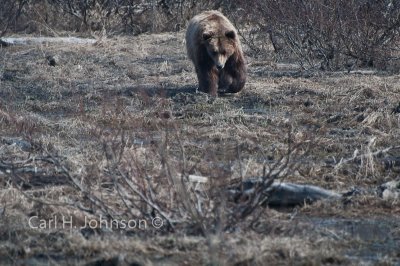 Alaska_2009 (195)-674.jpg-Grizzly