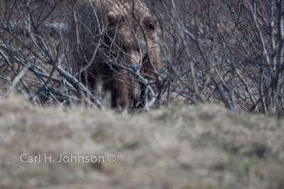 Alaska_2009 (201)-675.jpg-Grizzly bear