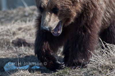 Alaska_2009 (215)-676.jpg-Grizzly