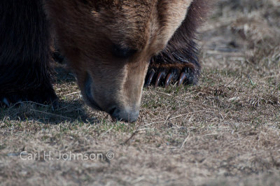Alaska_2009 (217)-677.jpg-Grizzly