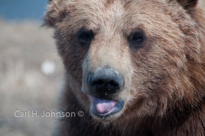 Alaska_2009 (281)-684.jpg-Grizzly