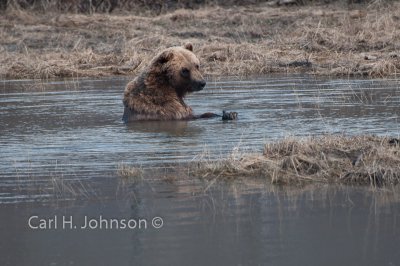 Alaska_2009 (301)-686.jpg-Grizzly