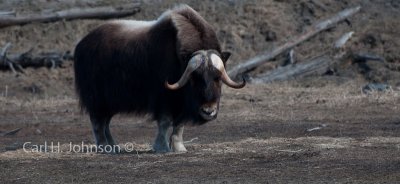 Alaska_2009 (383)-693.jpg