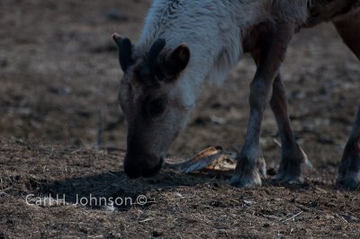Reindeer