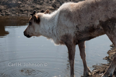 Reindeer