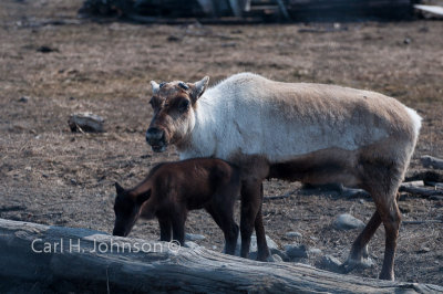 Alaska-Reindeer