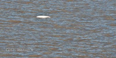 Beluga Whale