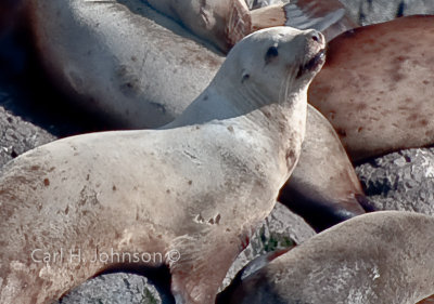 Alaska-90-669.jpg