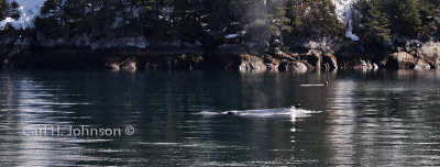 Alaska-259-667.jpg-humpback whale