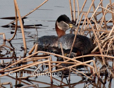 Red-necked Grebe (Podiceps grisegena)