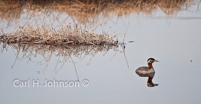 Red-necked Grebe (Podiceps grisegena)