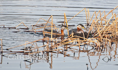 Red-necked Grebe (Podiceps grisegena)