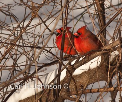 Cardinals