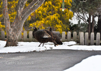 Wild Turkeys at Bird Feeder