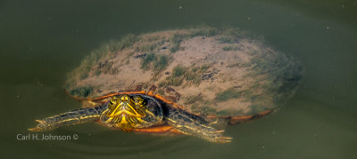 Painted Turtle (Chrysemys picta) 