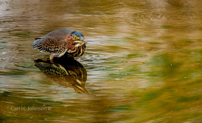 Green Heron (Butorides virescens)