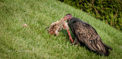 Turkey Vulture (Cathartes aura) series 3 images