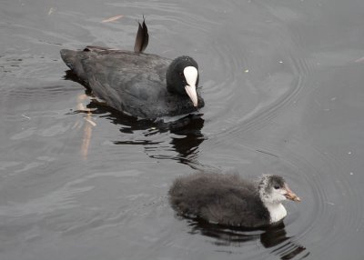 Meerkoet / Eurasian Coot / Fulica atra