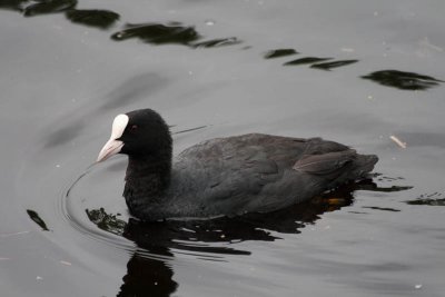 Meerkoet / Eurasian Coot / Fulica atra