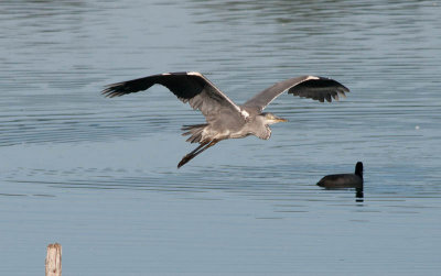 Blauwe Reiger / Grey Heron / Ardea cinerea