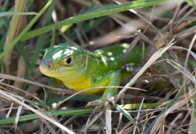 Westelijke smaragd hagedis / Western Green Lizard / Lacerta bilineata