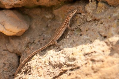 Spaanse muurhagedis / Iberian Wall Lizard / Podarcis hispanica