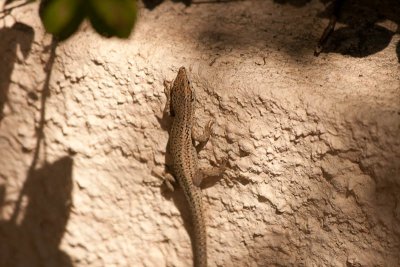 Muurhagedis / Wall lizard / Podarcis muralis