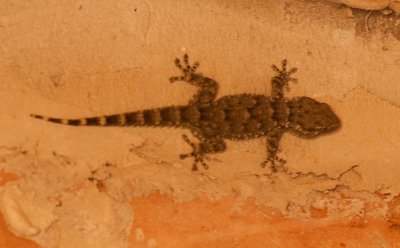 Muurgekko / Moorish Wall Gecko / Tarentola mauritanica