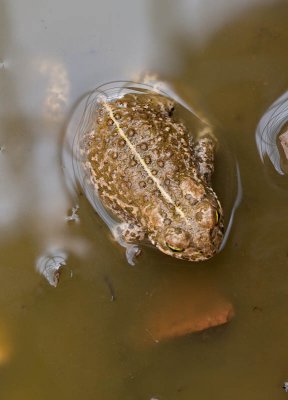 Natterjack Toad / Rugstreeppad / Epidalea calamita