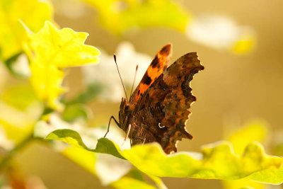 Gehakkelde Aurelia / Comma / Polygonia c-album