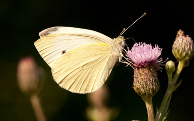 Klein koolwitje / Small White / Pieris rapae