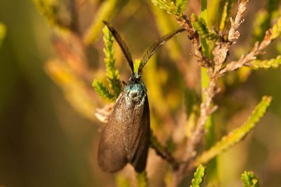 Bruine metaalvlinder  / Rhagades pruni