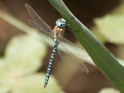 Zuidelijke glazenmaker / Blue-eyed Hawker / Aeshna affinis